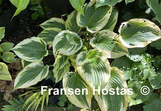 Hosta Coastal Treasure